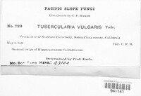 Tubercularia vulgaris image